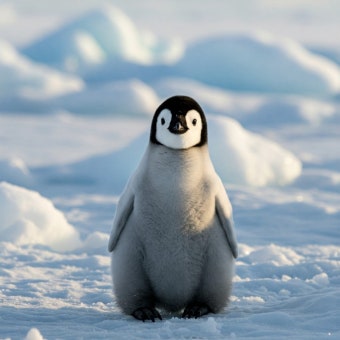 펭귄 배설물, 남극에 구름 만든다