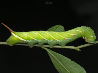 비닐봉지 하루면 분해… ‘플라스틱 먹는 애벌레’ 비밀 찾았다