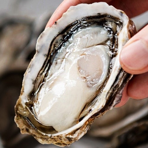 [KINN] 발전소 배출 물질 추적 ② 굴을 녹이는 건 ‘온도’가 아니었다