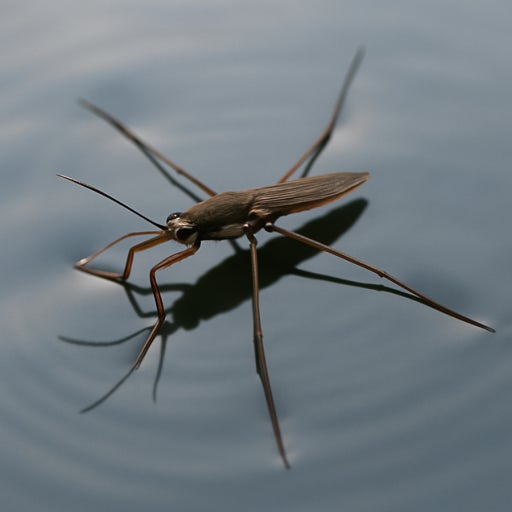 韓美 과학자, 물 위를 달리는 소금쟁이 로봇 개발